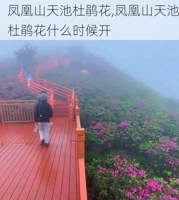 凤凰山天池杜鹃花,凤凰山天池杜鹃花什么时候开