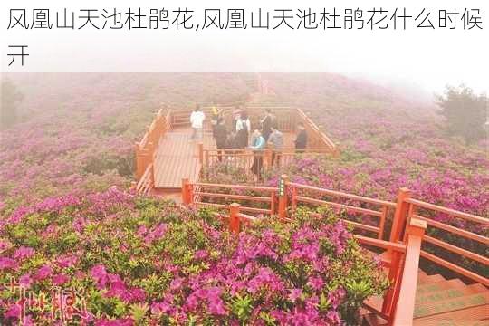 凤凰山天池杜鹃花,凤凰山天池杜鹃花什么时候开