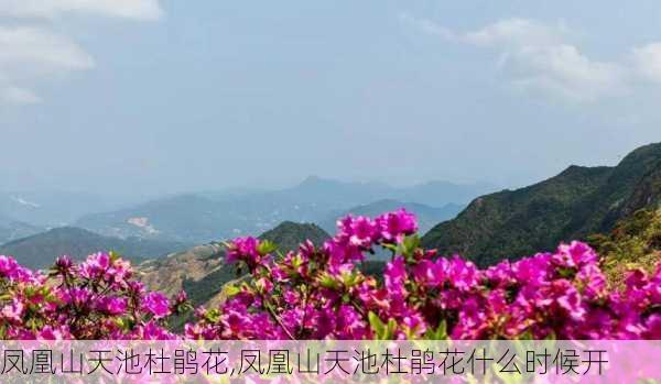 凤凰山天池杜鹃花,凤凰山天池杜鹃花什么时候开