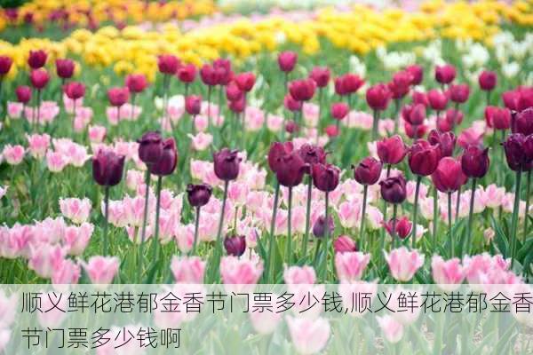 顺义鲜花港郁金香节门票多少钱,顺义鲜花港郁金香节门票多少钱啊