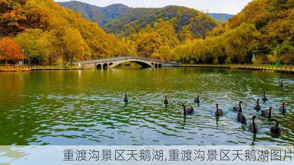 重渡沟景区天鹅湖,重渡沟景区天鹅湖图片