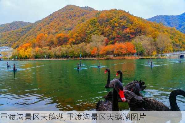 重渡沟景区天鹅湖,重渡沟景区天鹅湖图片