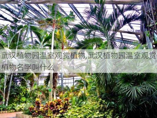 武汉植物园温室观赏植物,武汉植物园温室观赏植物名字叫什么