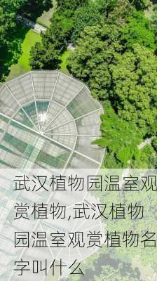 武汉植物园温室观赏植物,武汉植物园温室观赏植物名字叫什么