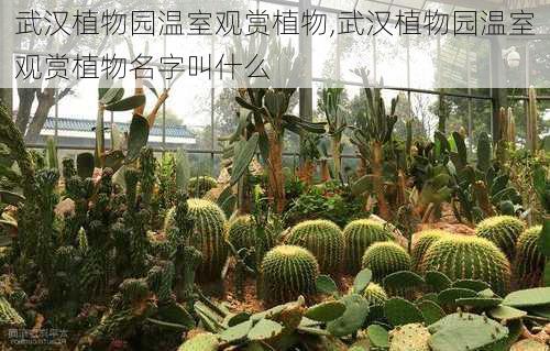 武汉植物园温室观赏植物,武汉植物园温室观赏植物名字叫什么