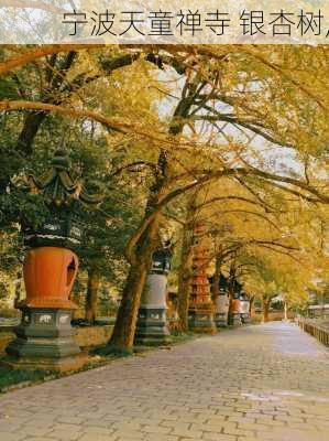 宁波天童禅寺 银杏树,