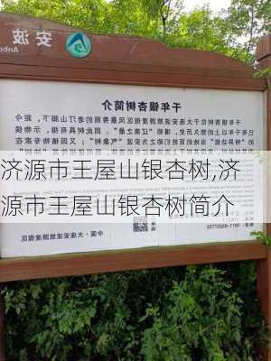 济源市王屋山银杏树,济源市王屋山银杏树简介