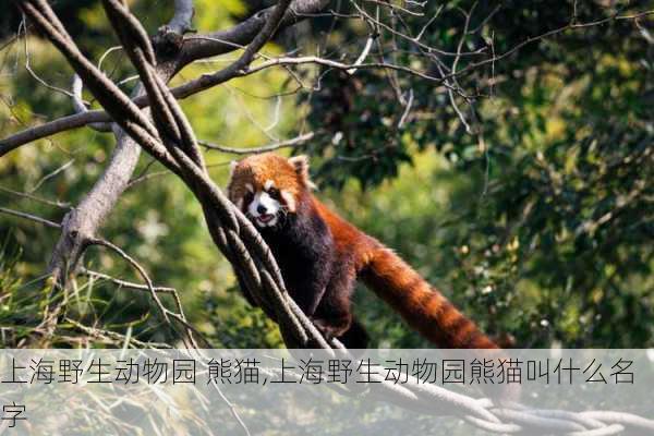 上海野生动物园 熊猫,上海野生动物园熊猫叫什么名字