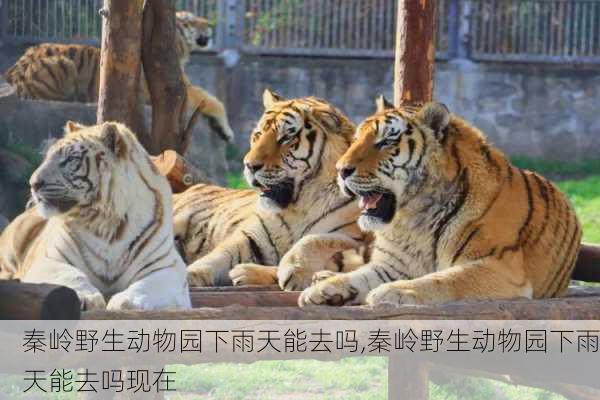 秦岭野生动物园下雨天能去吗,秦岭野生动物园下雨天能去吗现在