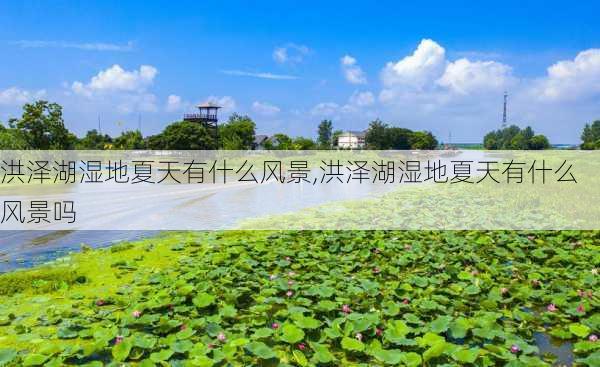 洪泽湖湿地夏天有什么风景,洪泽湖湿地夏天有什么风景吗