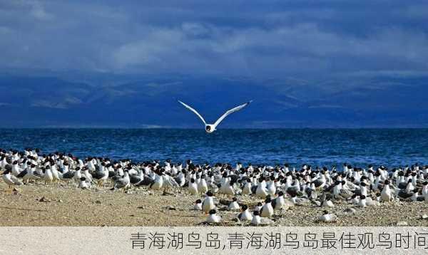 青海湖鸟岛,青海湖鸟岛最佳观鸟时间