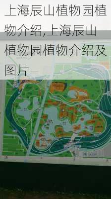 上海辰山植物园植物介绍,上海辰山植物园植物介绍及图片