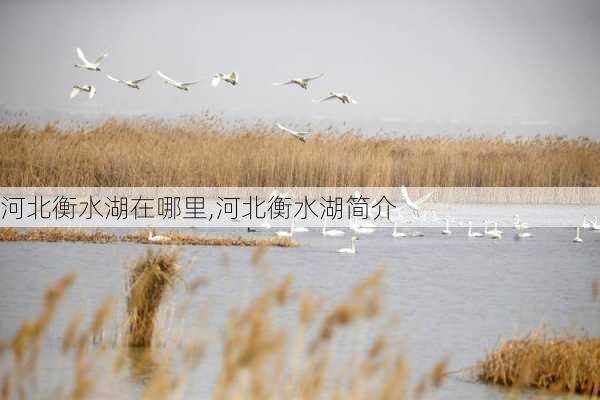 河北衡水湖在哪里,河北衡水湖简介