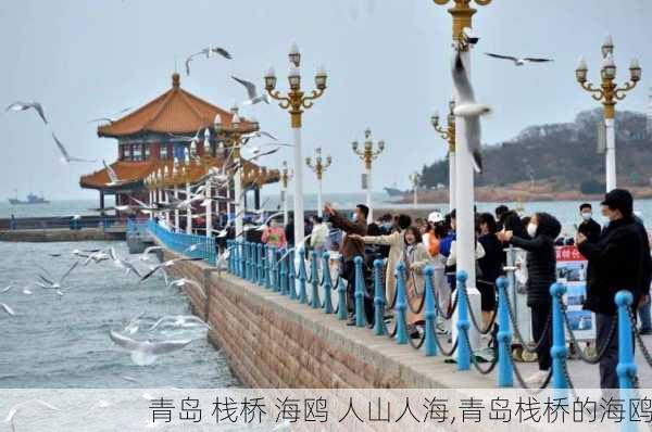 青岛 栈桥 海鸥 人山人海,青岛栈桥的海鸥