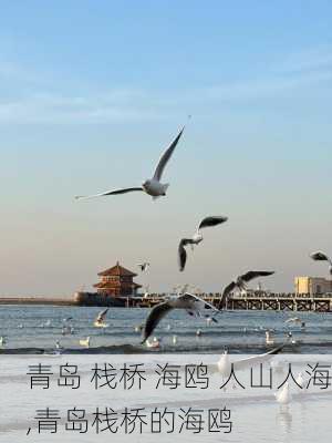 青岛 栈桥 海鸥 人山人海,青岛栈桥的海鸥