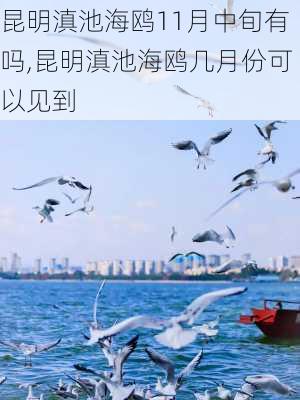 昆明滇池海鸥11月中旬有吗,昆明滇池海鸥几月份可以见到