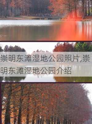 崇明东滩湿地公园照片,崇明东滩湿地公园介绍