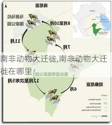 南非动物大迁徙,南非动物大迁徙在哪里