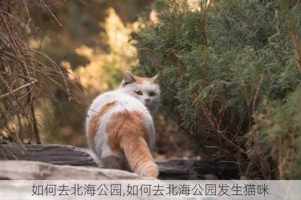 如何去北海公园,如何去北海公园发生猫咪