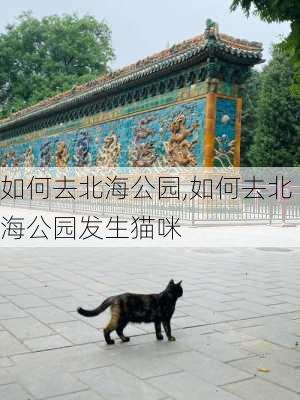 如何去北海公园,如何去北海公园发生猫咪