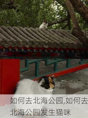 如何去北海公园,如何去北海公园发生猫咪