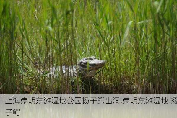 上海崇明东滩湿地公园扬子鳄出洞,崇明东滩湿地 扬子鳄