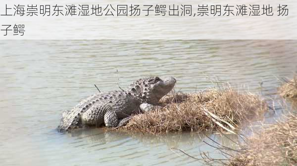 上海崇明东滩湿地公园扬子鳄出洞,崇明东滩湿地 扬子鳄