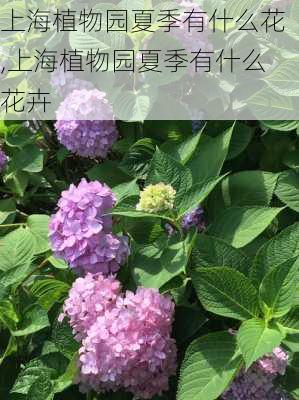 上海植物园夏季有什么花,上海植物园夏季有什么花卉