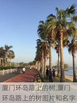 厦门环岛路上的树,厦门环岛路上的树图片和名字