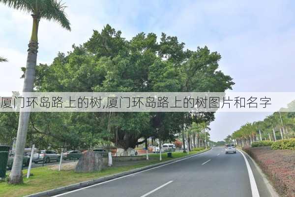 厦门环岛路上的树,厦门环岛路上的树图片和名字