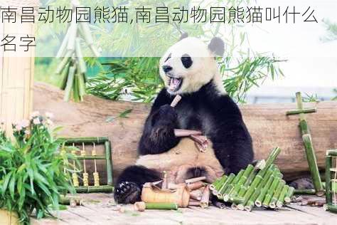 南昌动物园熊猫,南昌动物园熊猫叫什么名字