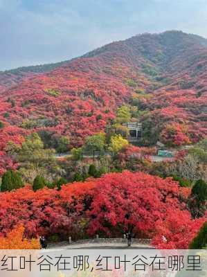 红叶谷在哪,红叶谷在哪里