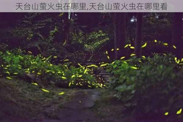 天台山萤火虫在哪里,天台山萤火虫在哪里看