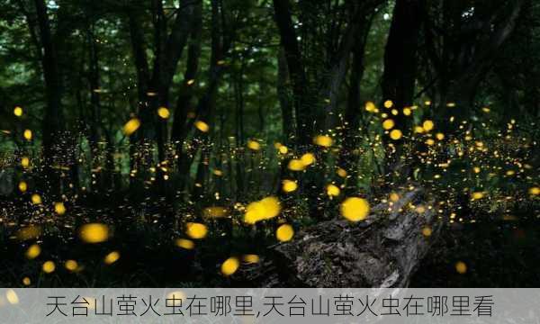 天台山萤火虫在哪里,天台山萤火虫在哪里看