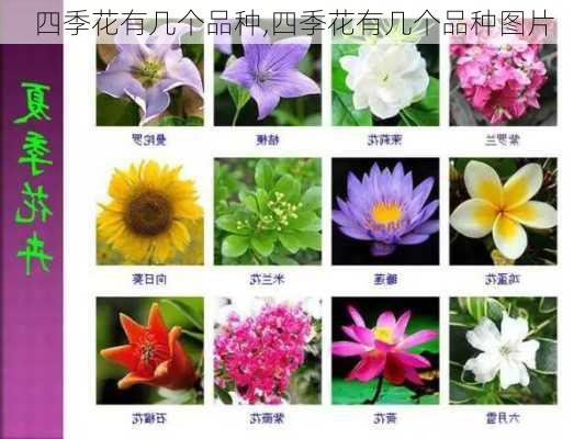 四季花有几个品种,四季花有几个品种图片