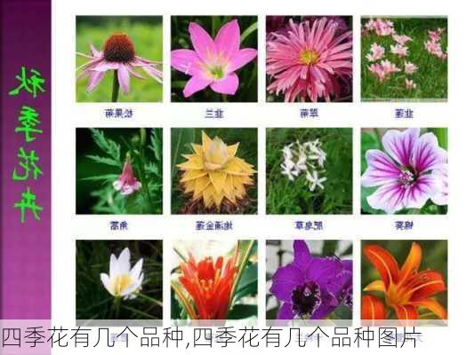 四季花有几个品种,四季花有几个品种图片