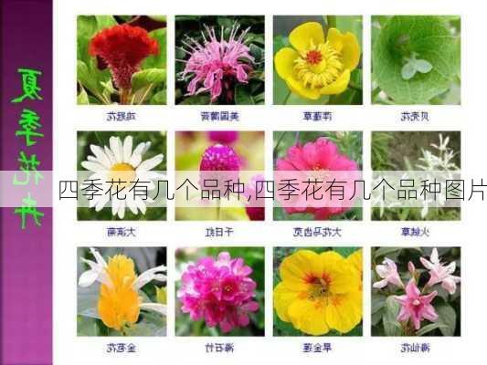 四季花有几个品种,四季花有几个品种图片