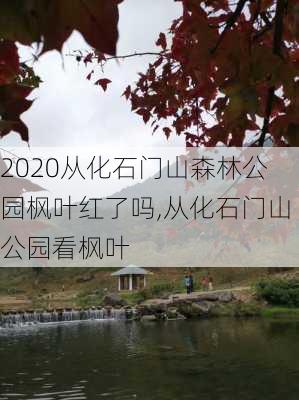 2020从化石门山森林公园枫叶红了吗,从化石门山公园看枫叶