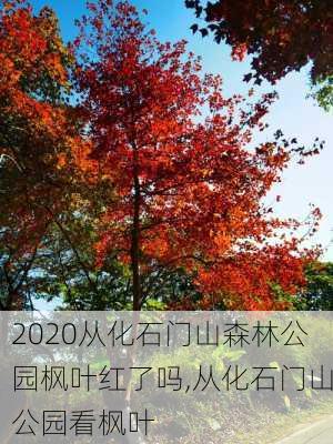 2020从化石门山森林公园枫叶红了吗,从化石门山公园看枫叶