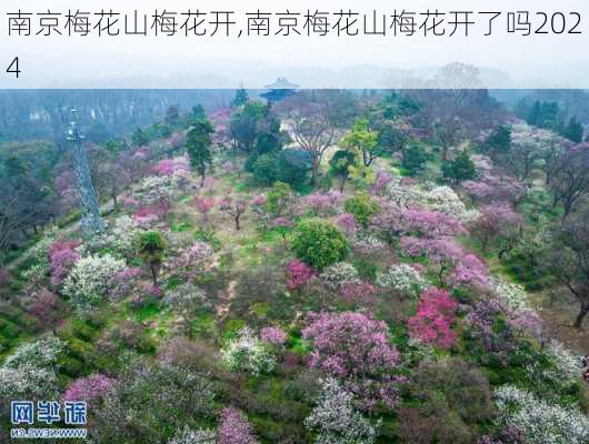 南京梅花山梅花开,南京梅花山梅花开了吗2024