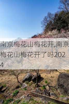 南京梅花山梅花开,南京梅花山梅花开了吗2024