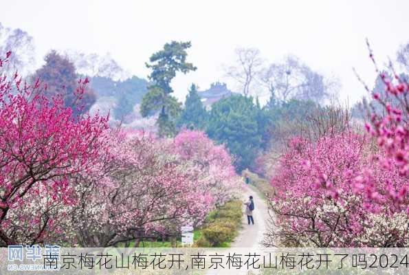 南京梅花山梅花开,南京梅花山梅花开了吗2024