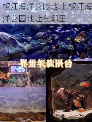 椒江海洋公园地址,椒江海洋公园地址在哪里