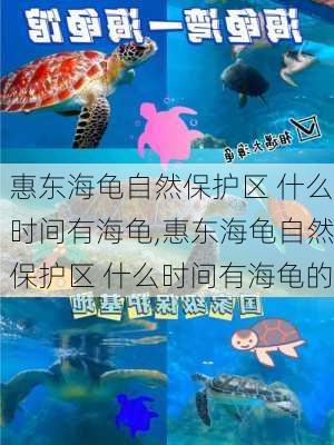 惠东海龟自然保护区 什么时间有海龟,惠东海龟自然保护区 什么时间有海龟的