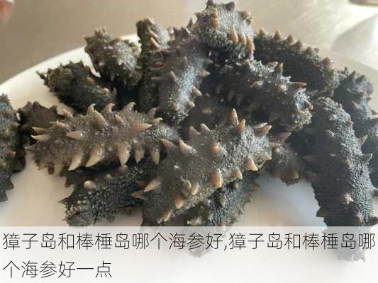 獐子岛和棒棰岛哪个海参好,獐子岛和棒棰岛哪个海参好一点