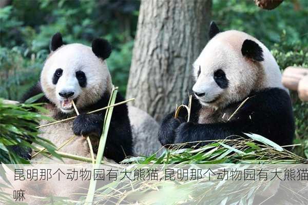 昆明那个动物园有大熊猫,昆明那个动物园有大熊猫嘛