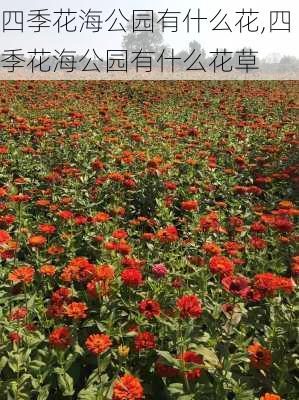 四季花海公园有什么花,四季花海公园有什么花草