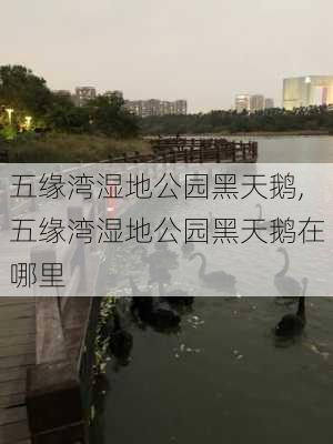 五缘湾湿地公园黑天鹅,五缘湾湿地公园黑天鹅在哪里