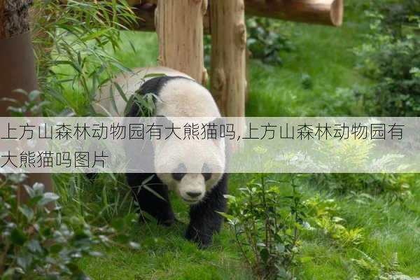 上方山森林动物园有大熊猫吗,上方山森林动物园有大熊猫吗图片