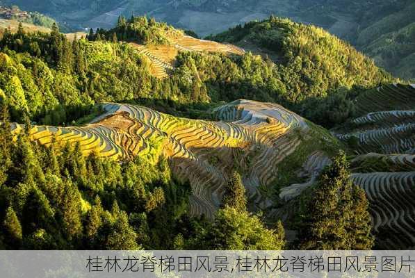 桂林龙脊梯田风景,桂林龙脊梯田风景图片